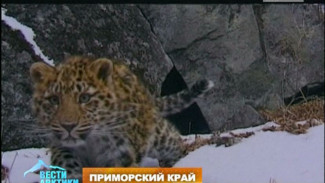 В «домах» у леопардов в Приморском крае началась генеральная уборка. Угадайте: кто прораб?