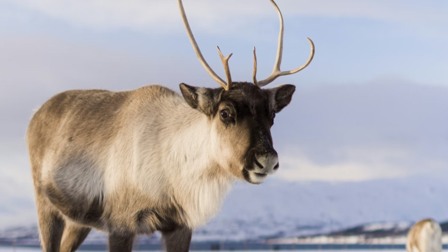 Красноярский край направит около 100 млн рублей на поддержку оленеводческих хозяйств