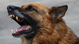 Атакуют и детей, и взрослых: бездомные собаки терроризируют жителей Салехарда
