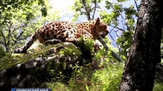 Национальный парк «Земля леопарда» увеличил свою площадь