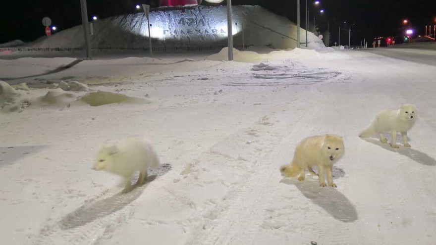 Сразу несколько арктических лисиц замечено в столице Ямала