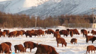 «Холод им совершенно не страшен»: на Колыме вывели морозоустойчивую породу коров