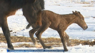 Смотрите удивительное видео: новорожденные жеребята в «Полярно-Уральском природном парке»