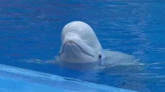 Приморский океанариум празднует юбилей и День защиты морских млекопитающих