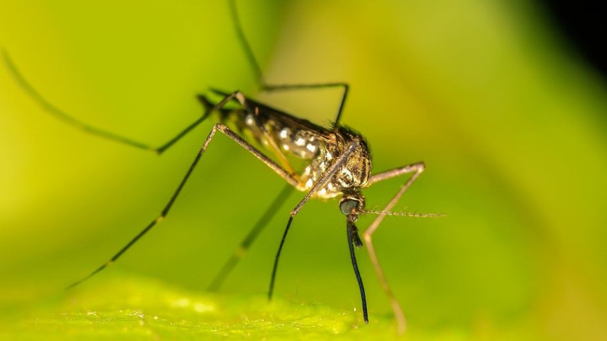 Эффективные средства от комаров: что отпугивает кровососущих