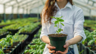 Садотерапия: выращивание рассады – лучший способ релаксации