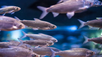 Сырка стало больше: защита водных биоресурсов помогла увеличить численность рыб