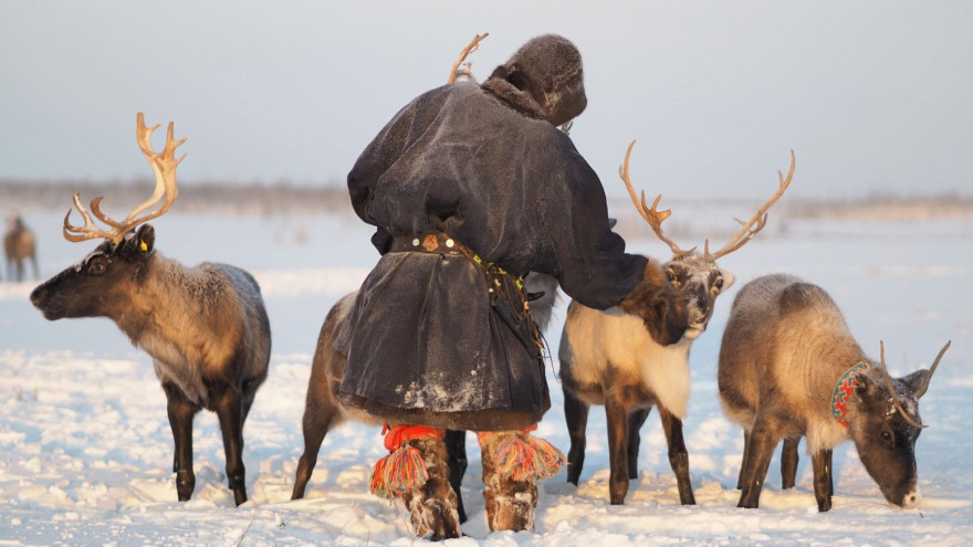 Оленеводам на Ямале будет выдано более 1500 ветеринарных наборов