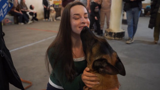 Парад пород в Новом Уренгое объединил лучших титулованных собак округа