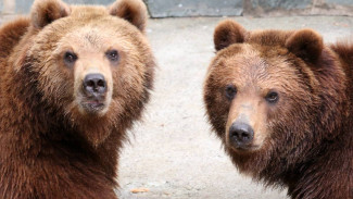 Ямальские охотники получили разрешение на добычу 730 лосей и бурых медведей