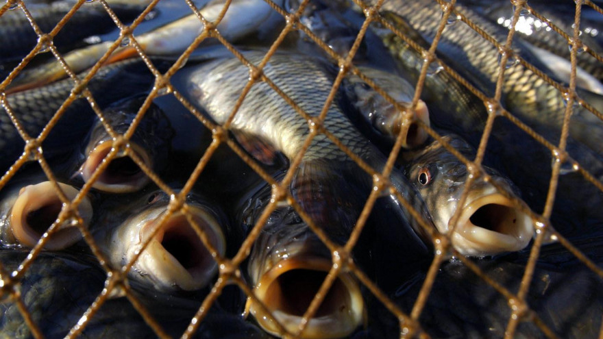 100 тысяч за 28 рыб: В Ямальском районе осудили браконьера
