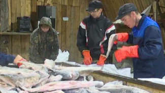 900 тонн рыбы еще не предел: горковские рыбаки на финишной прямой