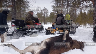 На Ямале поймали охотников, незаконно убивших сразу несколько лосей