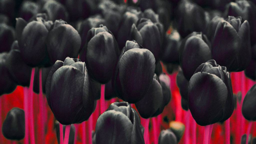 Календарь истории: 15 мая отмечается день рождения чёрного тюльпана