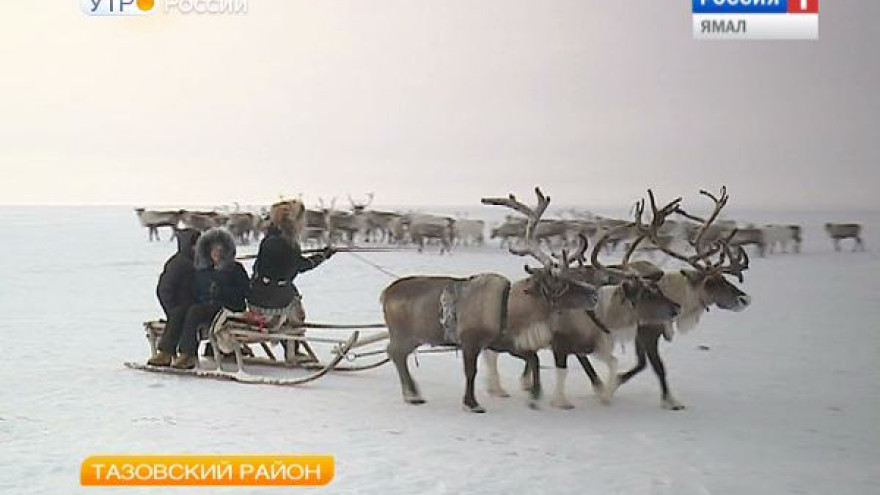 Холод в моде. В Тазовском говорили о больших перспективах развития арктического туризма