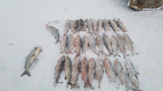 Незаконная рыбалка с крупным ущербом: на Ямале с поличным поймали браконьеров