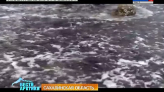 В Сахалинской области ученые исследуют загадочный выброс на берег более тысячи особей сардин