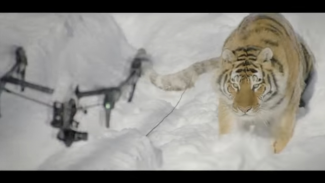 Милота: в Канаде амурские тигры словно котята гонялись за беспилотником
