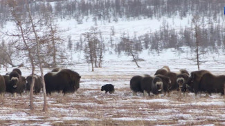 В природном парке «Полярно-Уральский» на свет появились 5 овцебычков