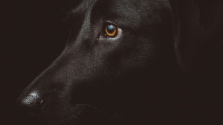 В Надыме наказали предприятие за выпущенных в тундру собак из приюта