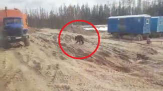 Разъяренный медведь атаковал рабочих на Ямале