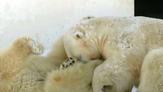 Якутская парочка белых медведей – Колымана и Ломоносов - вновь обрела семейное счастье
