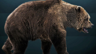 В российской Арктике впервые нашли мумию медведя возрастом около 40 тысяч лет 