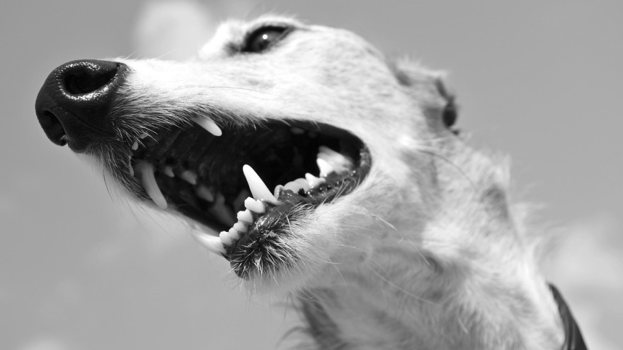 Рваные раны: в Лабытнанги агрессивная собака покусала ребёнка