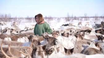 Ямальские олени получили спутниковые ошейники