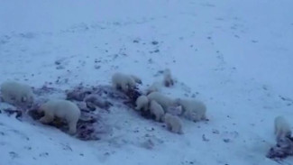 У чукотского села замечено сразу 46 белых медведей: как решают проблему опасного соседства