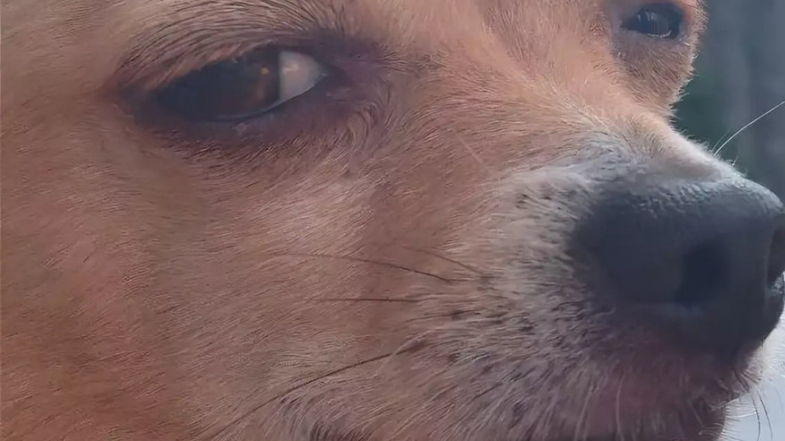 На Ямале бездомные собаки воротят нос от мясной продукции 