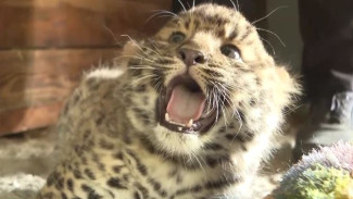 Самые редкие котята на планете: в зоопарке Комсомольска-на-Амуре пушистое пополнение