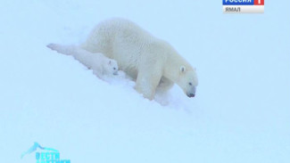 Ученые впервые изучают белых медведей на острове Вайгач