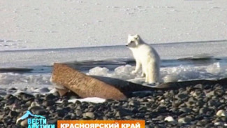 Дикие, но очень симпатичные: Год собаки на Крайнем Севере начался с нашествия песцов