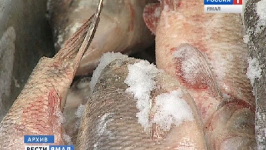 На Ямале браконьер выловил 2,5 тонны рыбы, нанеся ущерб государству в 2 млн рублей