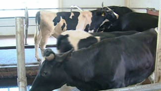 Молочное пополнение: в животноводческий комплекс Ноябрьска прибыло 15 телочек