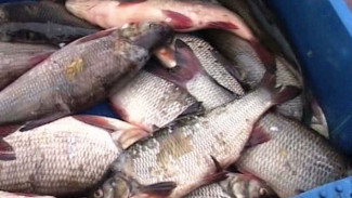 На Оби действует запрет на вылов рыбы