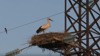 Более шести тысяч защитных устройств установят на ЛЭП Хабаровского края