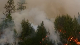На Ямале огонь охватил 16 гектаров леса: пожар удалось локализовать 