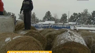 Тюменское лакомство для скотного двора. На толькинское предприятие доставили сено и комбикорм