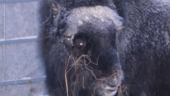 Ямальские овцебыки создадут новое семейство в Предуралье