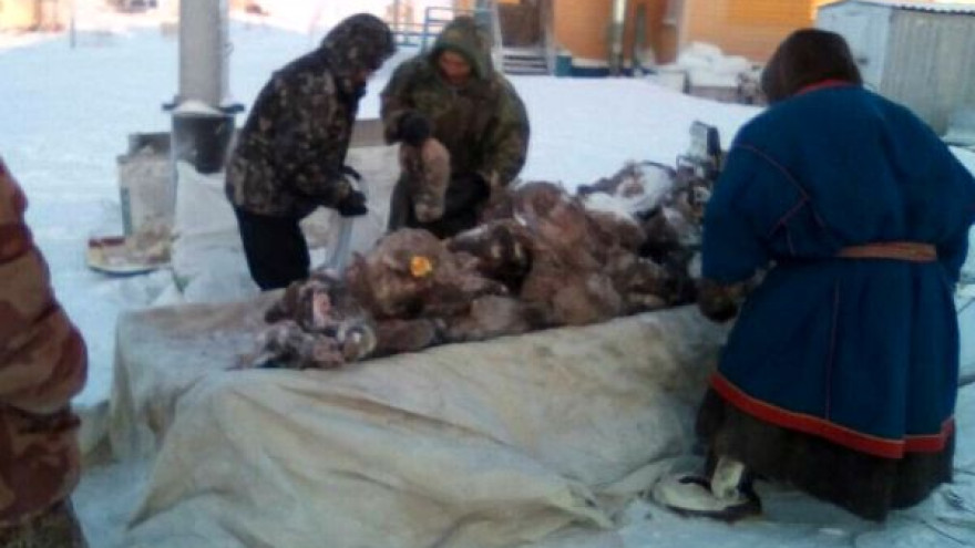 В Ямальском районе малоимущим жителям раздали оленьи головы