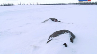 Известны первые выводы специалистов о падеже оленей на Ямале