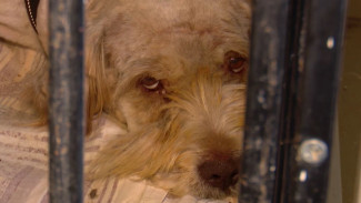 Губкинский Хатико: на Ямале спасли брошенного пса