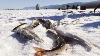 Ловись большая и маленькая: на Ямале стартовал чемпионат по зимней рыбалке 