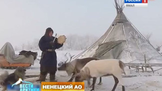 Туристам со всего мира предлагают провести «Чумовые выходные в Арктике»