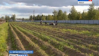 Эксперимент удался. На столах красноселькупцев теперь есть свои, экологически чистые капуста и репчатый лук