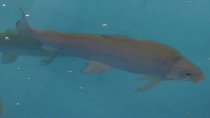 На Собском рыбоводном заводе готовят к выпуску 14 миллионов мальков сиговых