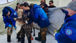  На Ямале 107,5 тысяч оленей планируют пробирковать до конца года 