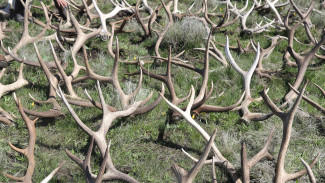 В Уссурийск отправлено более 20 тонн оленьих рогов из Ямала